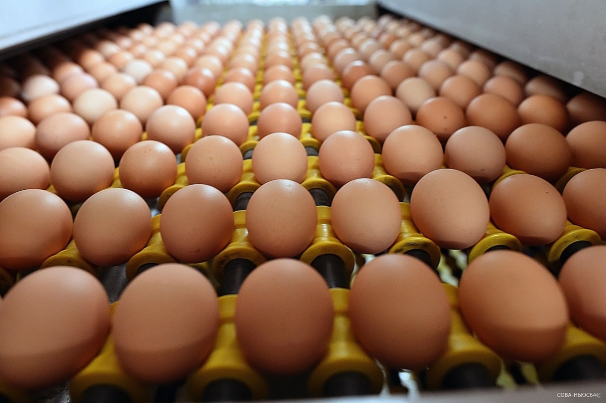 Саратовские птицефабрики увеличили производство яиц на 29%