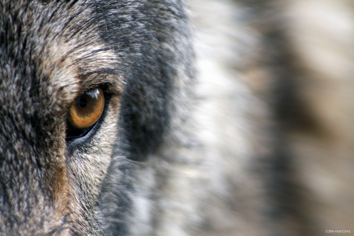 Саратовские охотники застрелили редкого черного волка